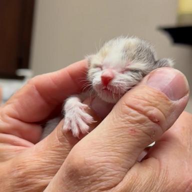 David Loop, founder and president of Sierra Pacific Furbabies, spent weeks nursing hours-old Misty -- who weighed only 2.6 ounces when she was found -- back to health.