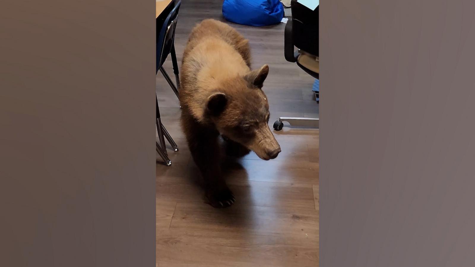 Elementary school teacher Elaine Salmon was getting her classroom ready for students when a bear entered the room and surprised her.