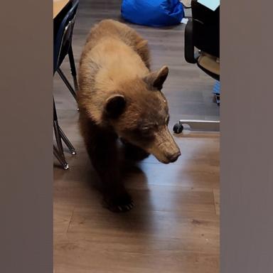 Elementary school teacher Elaine Salmon was getting her classroom ready for students when a bear entered the room and surprised her.