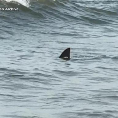 VIDEO: Shark caught on camera near popular East Coast beach