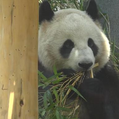 VIDEO: Pandas make debut at San Diego Zoo