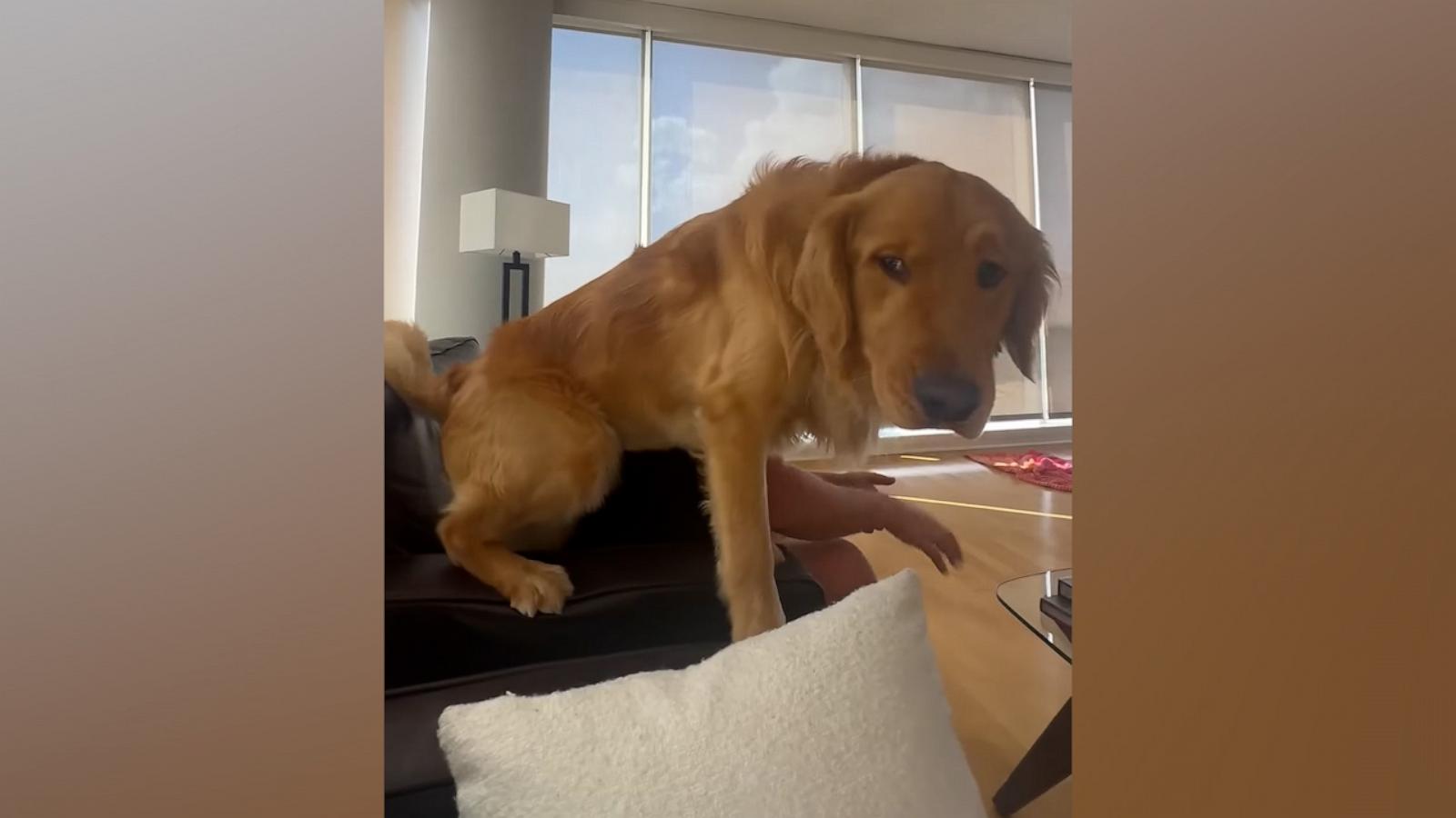 VIDEO: This golden retriever does the most adorable thing to sit in between his owners