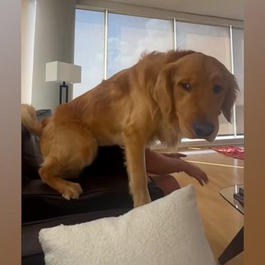 VIDEO: This golden retriever does the most adorable thing to sit in between his owners 