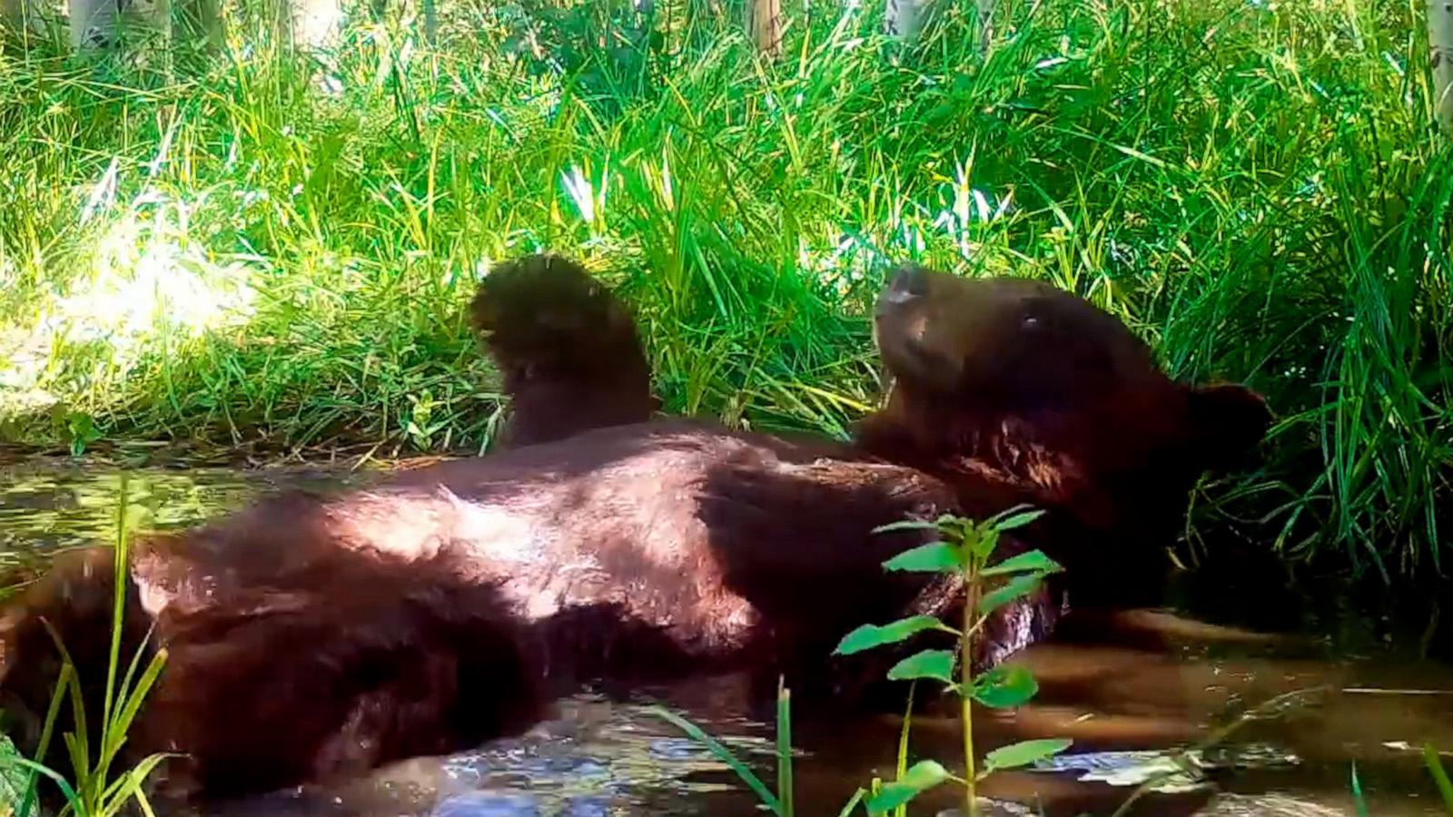 VIDEO: Relaxed bear has fun splashing around in a pond