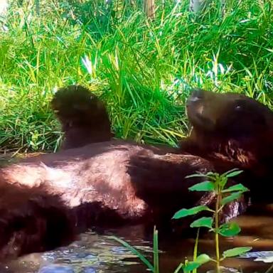 VIDEO: Relaxed bear has fun splashing around in a pond