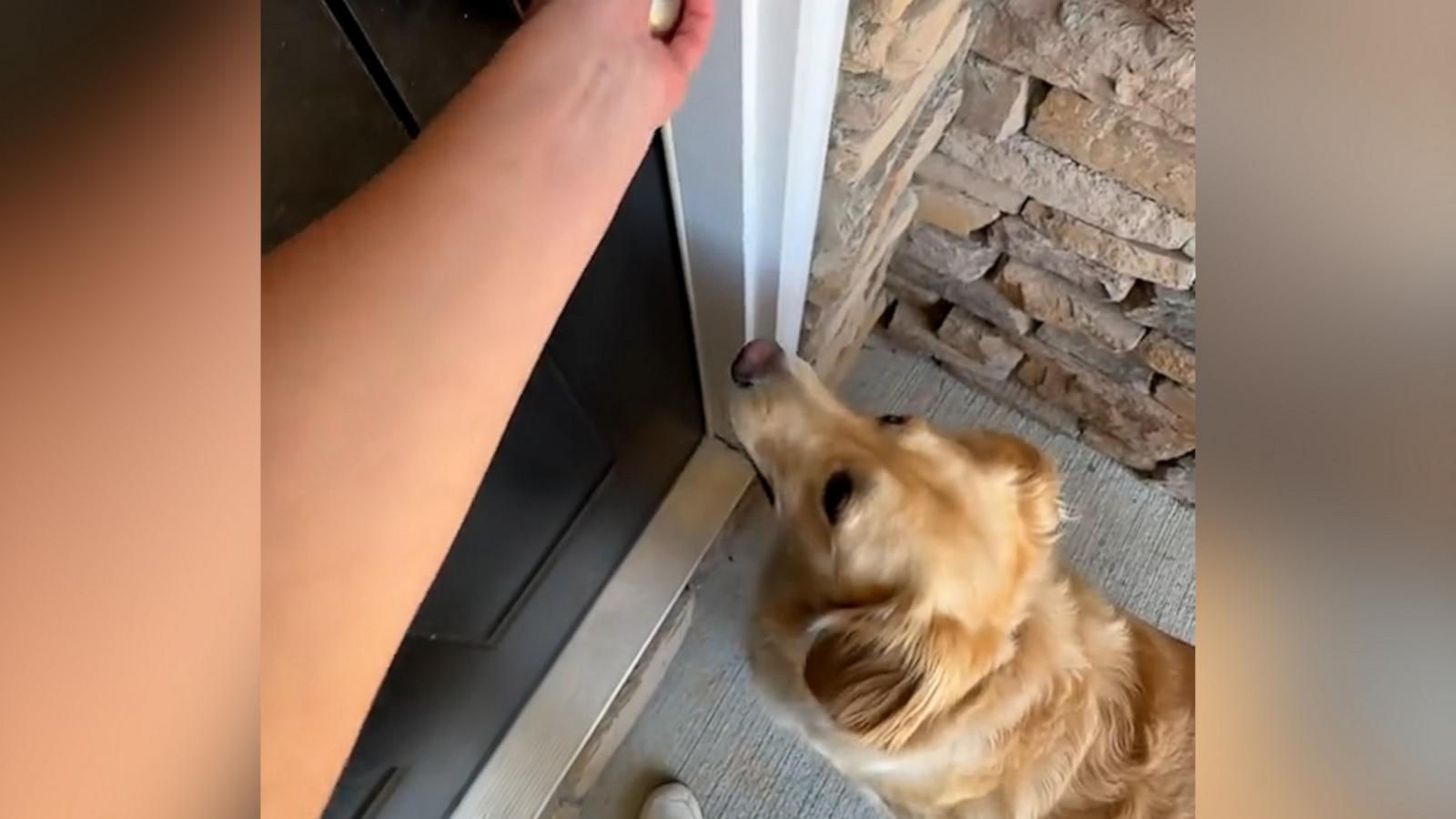 VIDEO: Watch this excited Labrador take a tour of the family’s 1st home