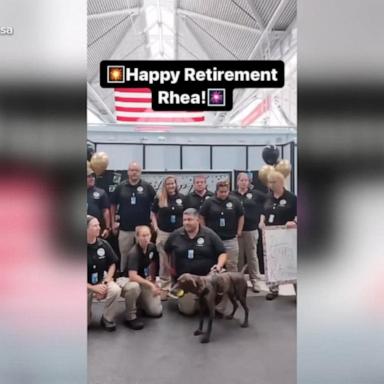 VIDEO: TSA dog enjoys final day before retirement