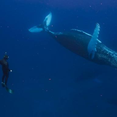 VIDEO: A look at 'OceanXplorers' on Nat Geo