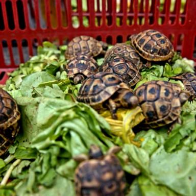 VIDEO: Multi-state salmonella outbreak linked to small turtles: CDC