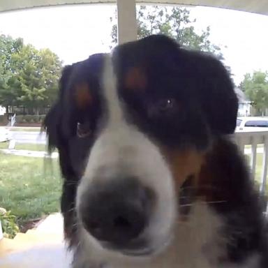 VIDEO: Watch this dog ring his family's doorbell after escaping their home