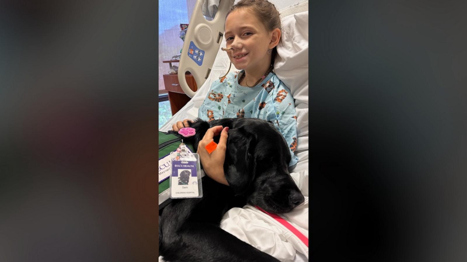 VIDEO: Hospital facility dog comforts girl after car accident, helps her overcome fears