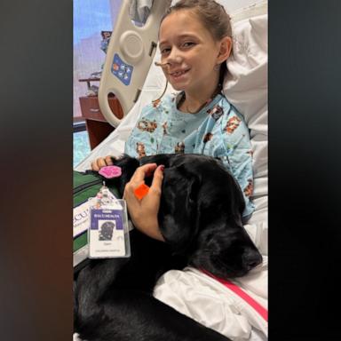 VIDEO: Hospital facility dog comforts girl after car accident, helps her overcome fears 