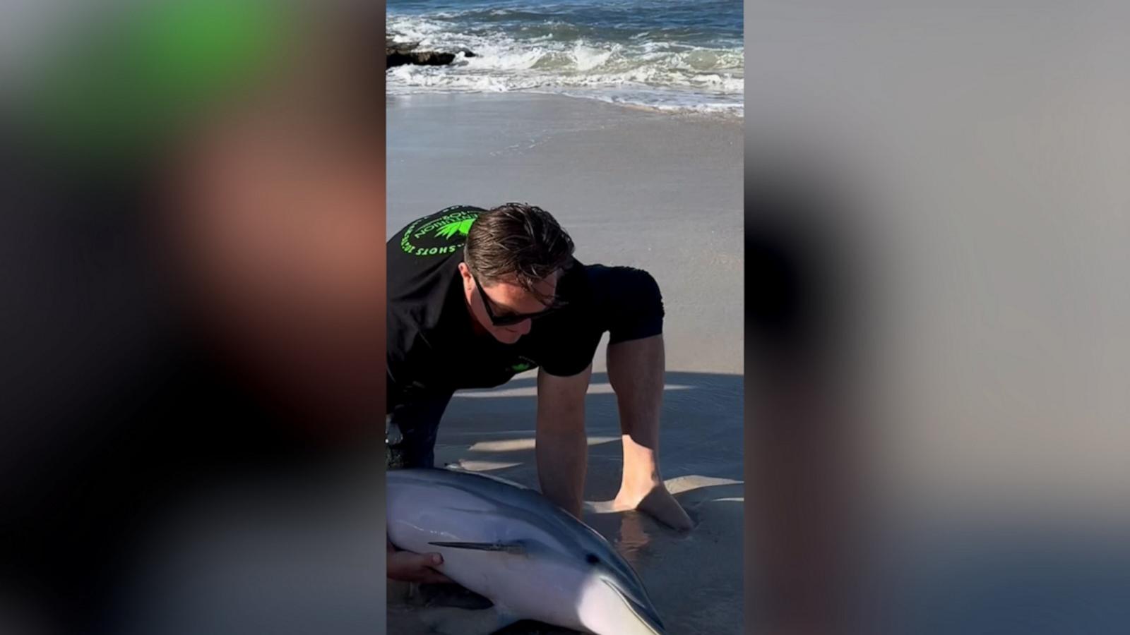 Rugby legend Percy Montgomery returned a dolphin to the ocean after it got stranded near Cape Town.