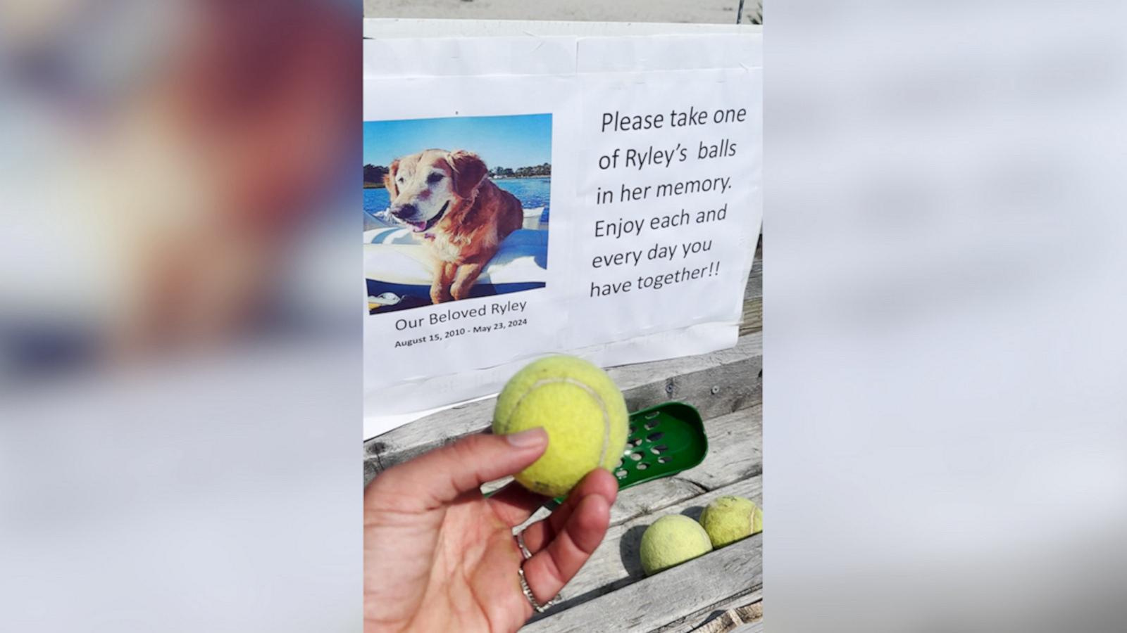 VIDEO: Dog owner leaves special beach memorial for late pup