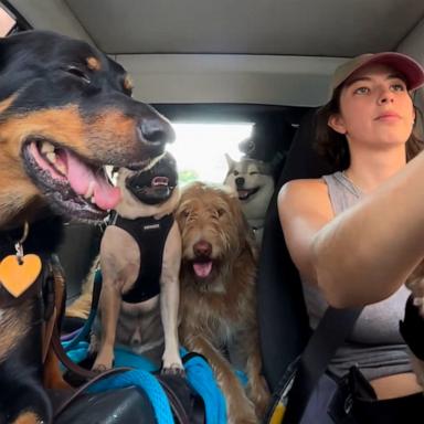 VIDEO: Dog walker reveals packed car full of happy pups 