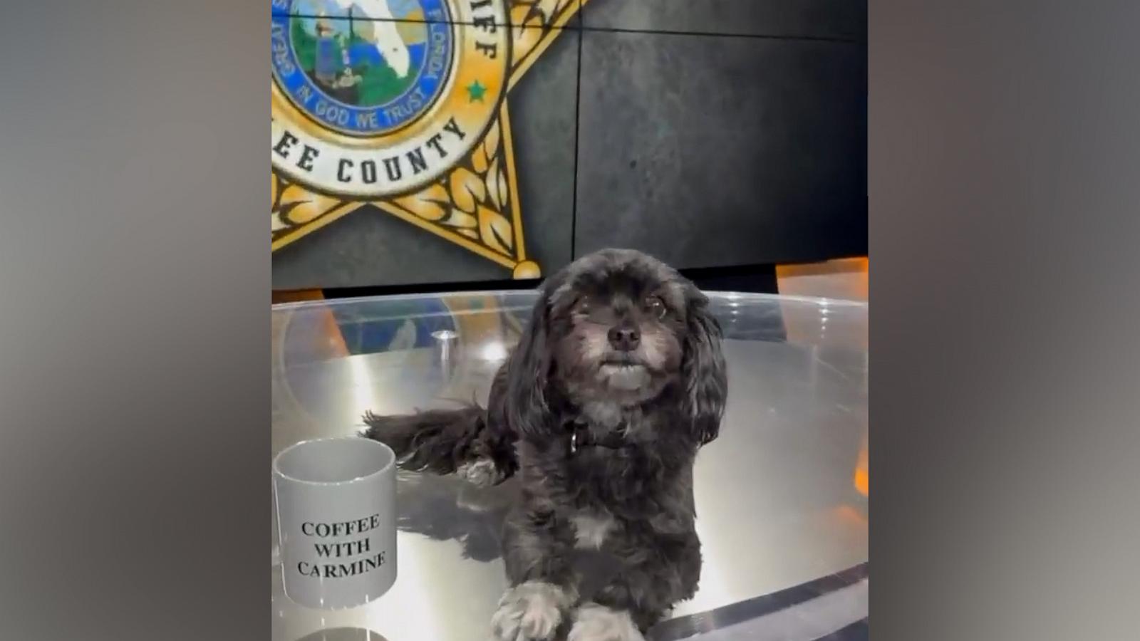 VIDEO: Watch these dogs adorably take over Florida sheriff's office