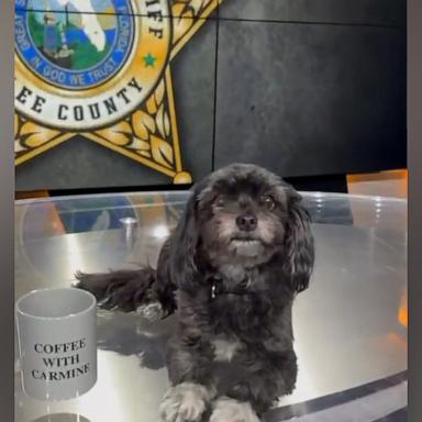 VIDEO: Watch these dogs adorably take over Florida sheriff's office