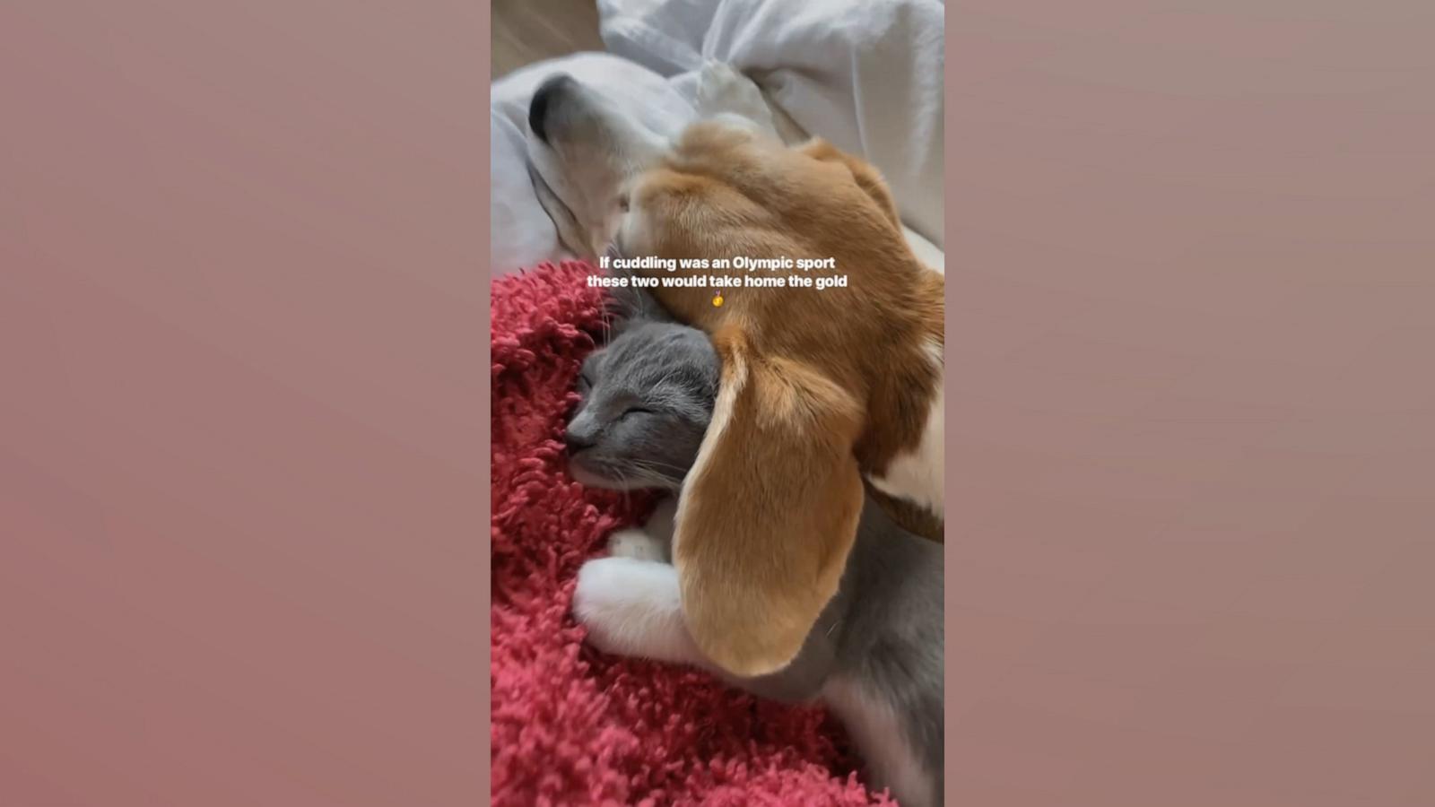 VIDEO: Kitten cuddling under beagle's ear is melting hearts online