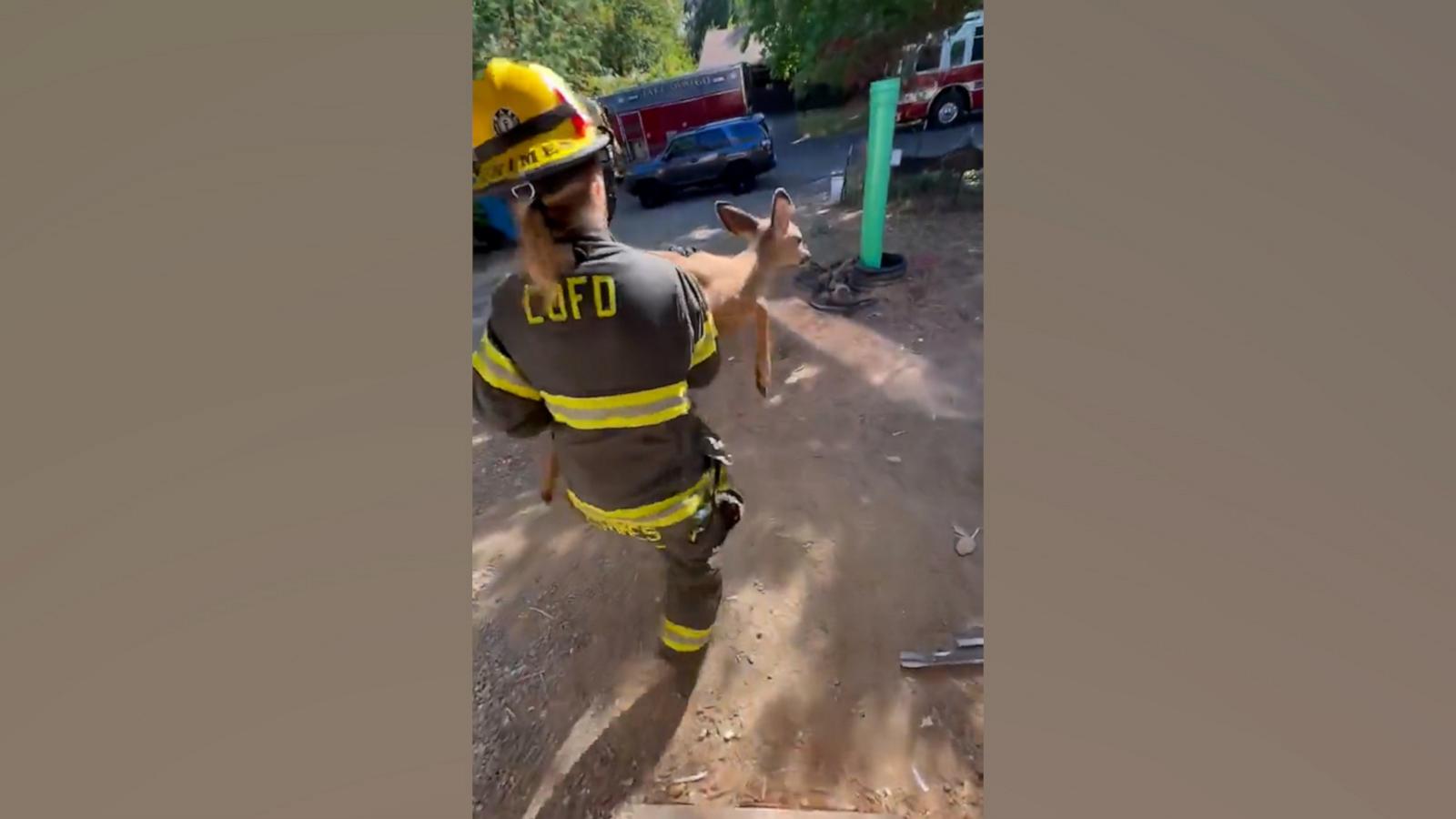 Emergency responders free baby deer stuck in window well - Good Morning ...