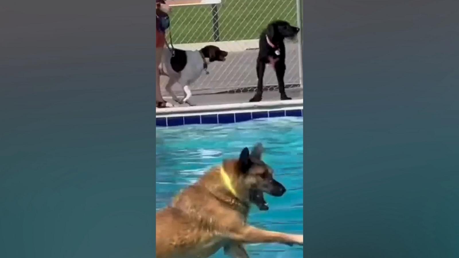 VIDEO: These dogs in a pool are my brain when I'm trying to have a relaxing weekend