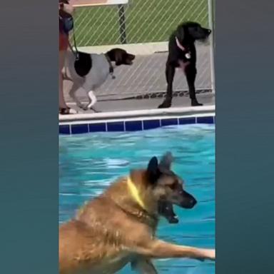 VIDEO: These dogs in a pool are my brain when I'm trying to have a relaxing weekend