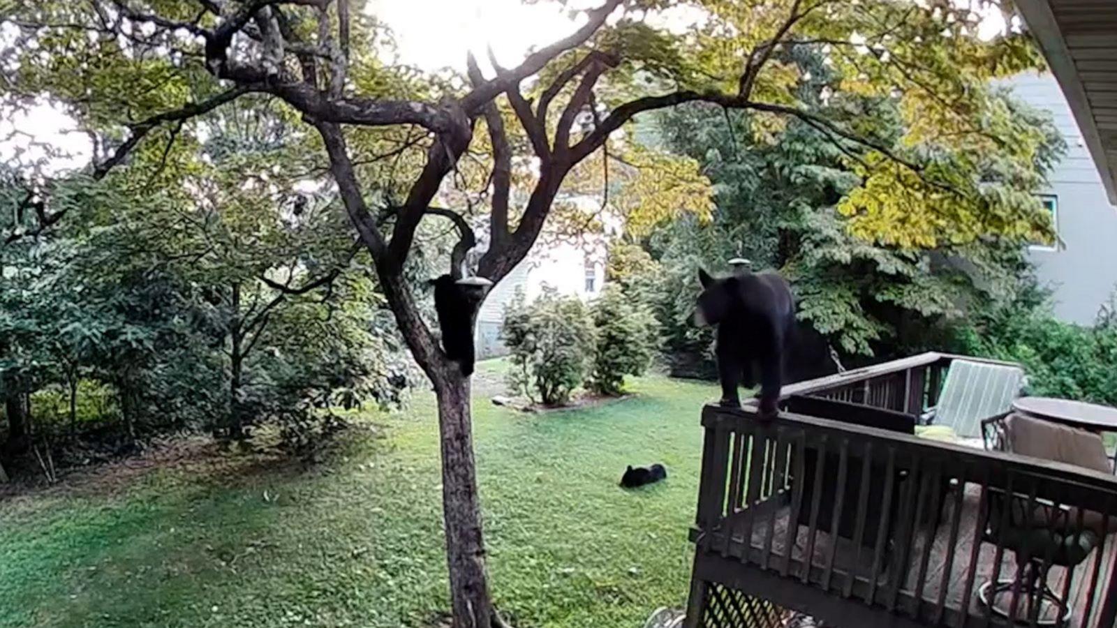 VIDEO: Black bear family takes over backyard for playtime