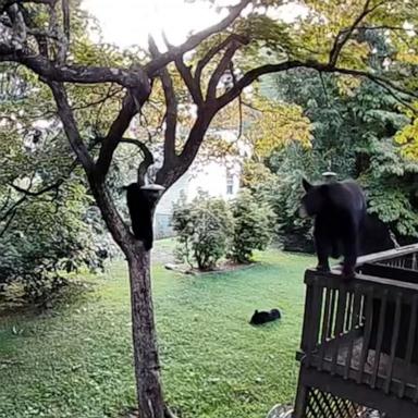 VIDEO: Black bear family takes over backyard for playtime 