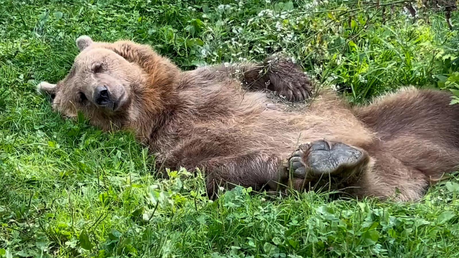 VIDEO: This bear lounging in the grass is all of us right now