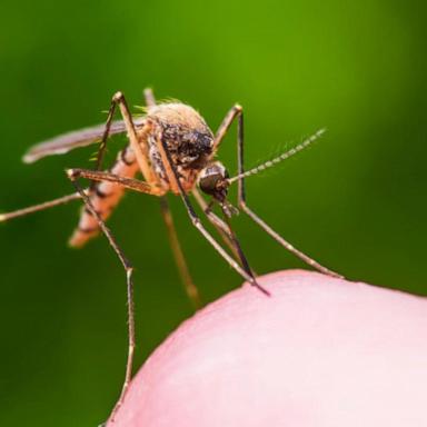 VIDEO: Concerns over West Nile and ‘Triple E’ viruses grow