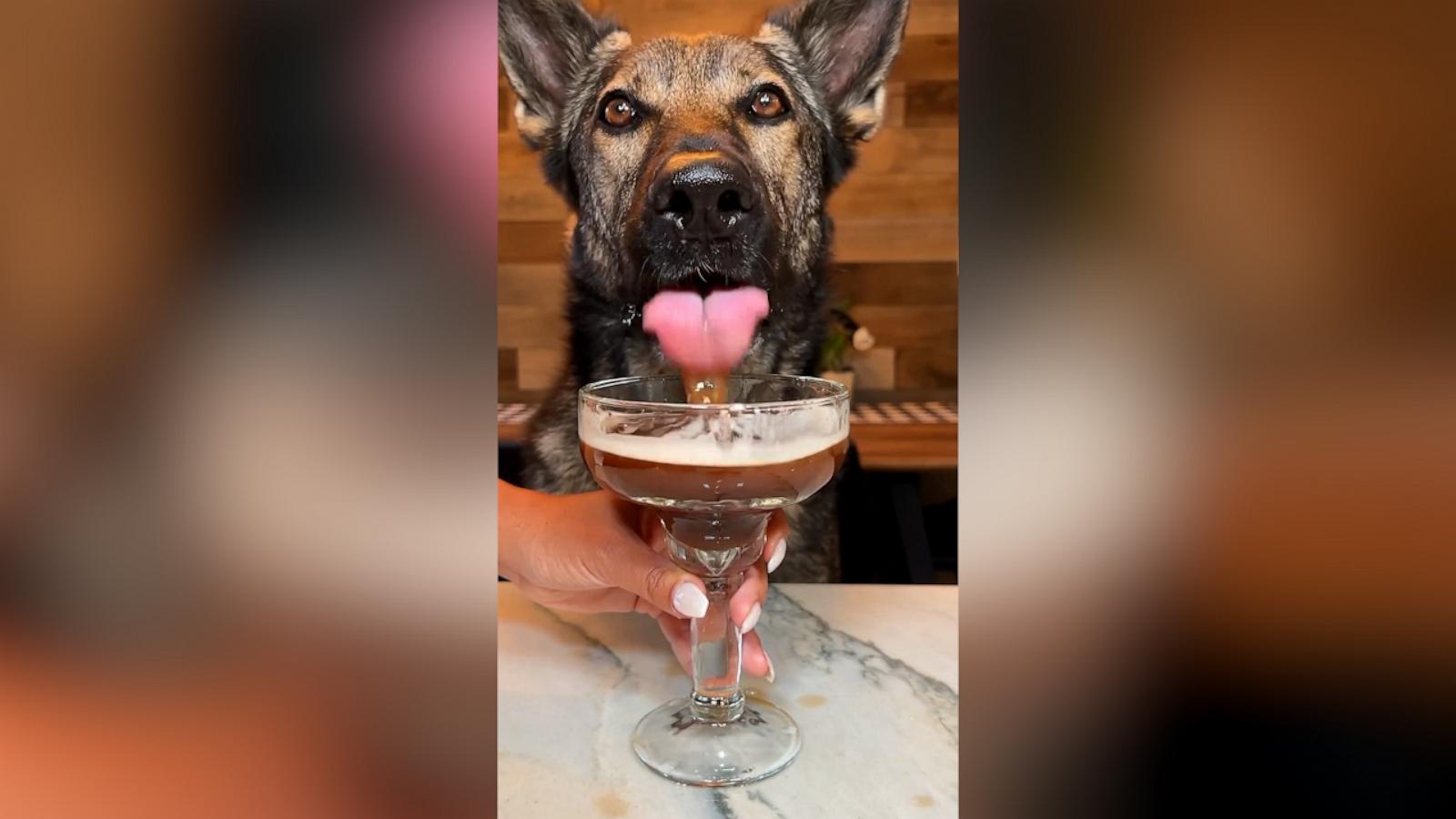 VIDEO: How to make an espresso martini for your dog