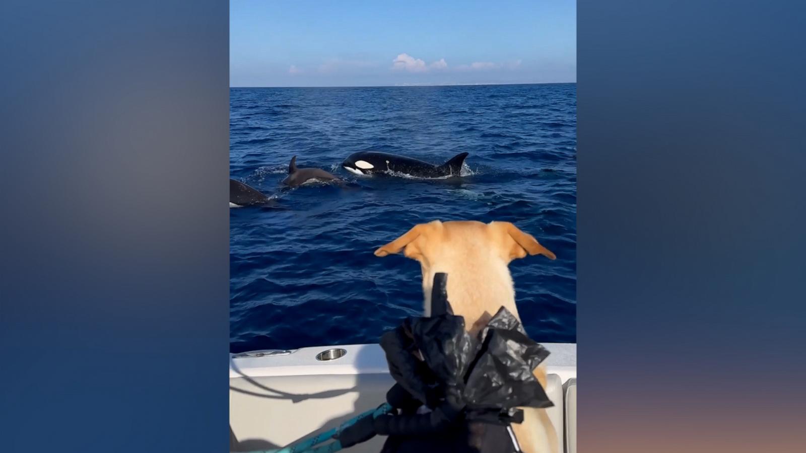 VIDEO: Watch this rescue dog's reaction when he sees whales off coast of San Diego