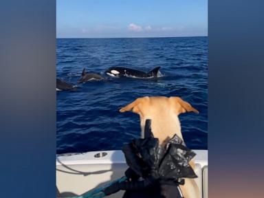 WATCH:  Watch this rescue dog's reaction when he sees whales off coast of San Diego