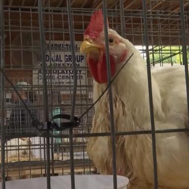 VIDEO: Missouri sees 1st positive bird flu case without known animal contact