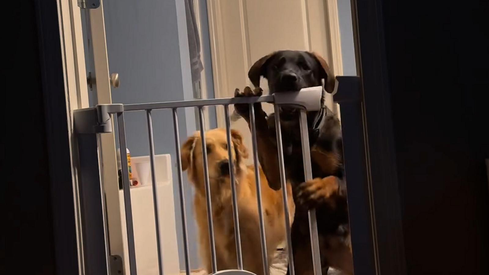 This owner set up a camera to capture footage of how their two clever pups kept unlocking a locked doggy gate.