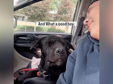 WATCH:  Watch this dog completely melt into pure bliss as he's serenaded