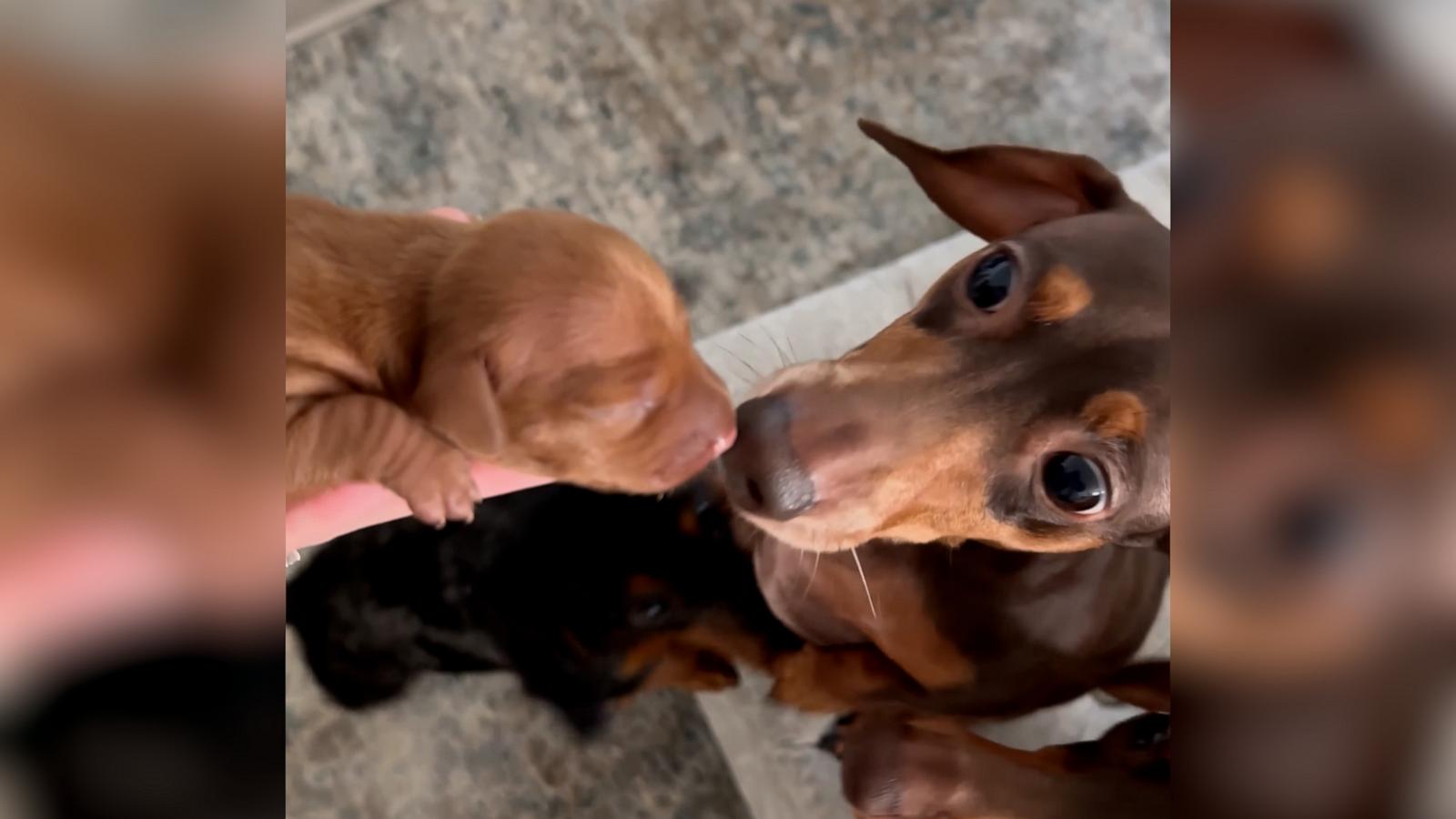 Cooper the dachshund stood tall to give his new son Dorito a gentle first sniff.