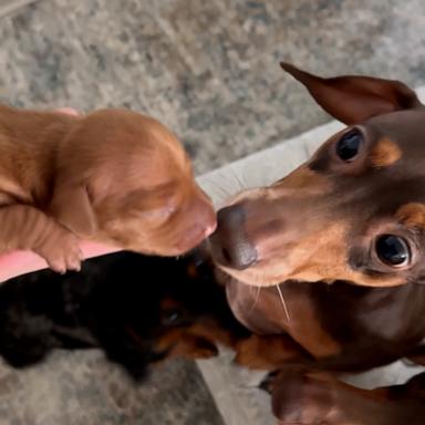 Cooper the dachshund stood tall to give his new son Dorito a gentle first sniff.