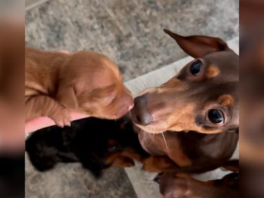 WATCH:  Dog stands on hind legs to give a gentle welcome sniff to new puppy