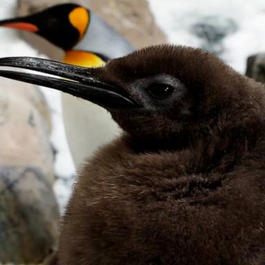 Pesto, who weighs just over 46 pounds, is the largest chick Sea Life Melbourne said it has ever seen.