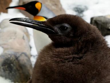 WATCH:  Meet Pesto, the internet’s favorite fuzzy baby penguin