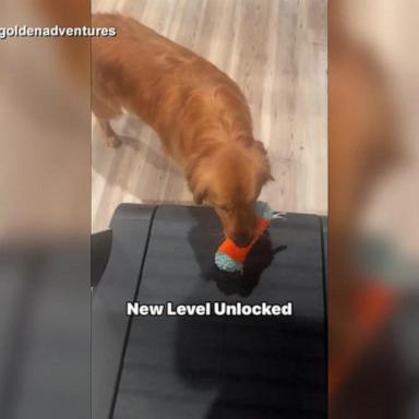 VIDEO: Golden retriever finds new trick to playing fetch