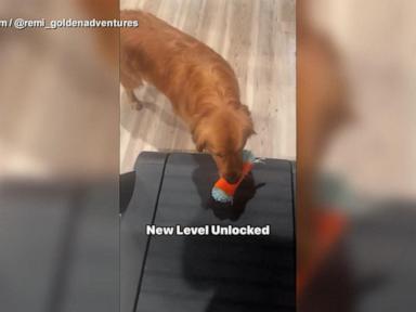 WATCH:  Golden retriever finds new trick to playing fetch