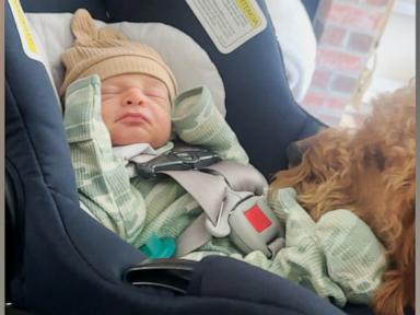 WATCH:  Watch this golden doodle pup meet his human baby brother