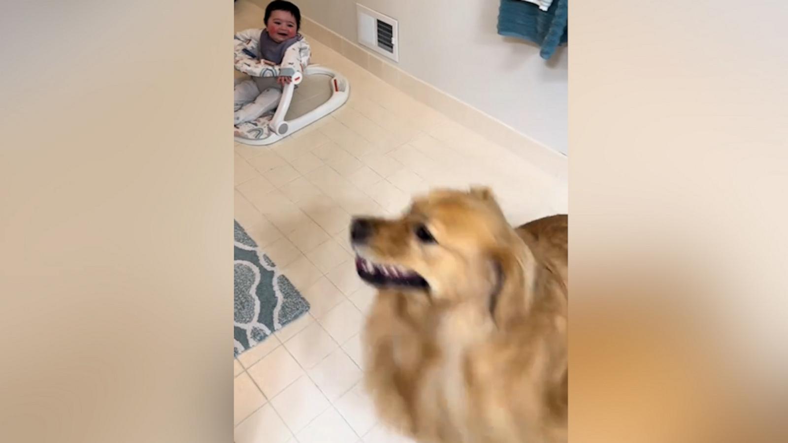 VIDEO: Baby can’t stop laughing at dog’s zoomies