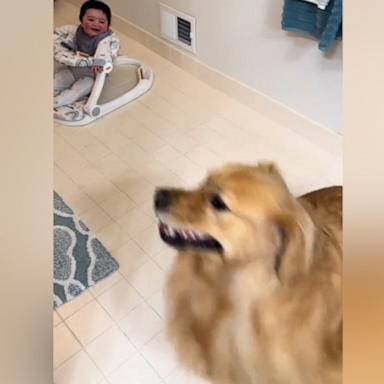 VIDEO: Baby can’t stop laughing at dog’s zoomies