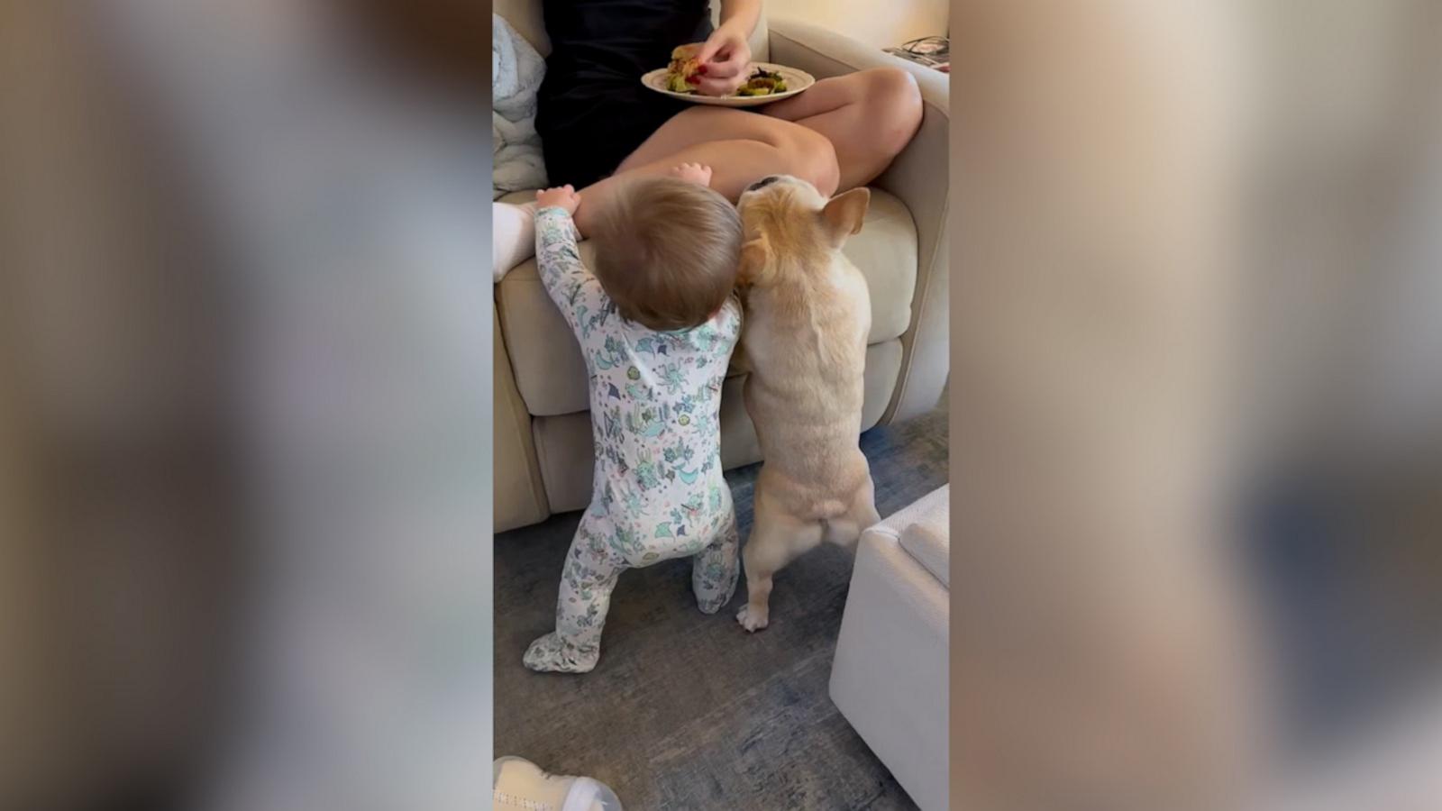 VIDEO: Watch this bulldog and baby fight for food from mom