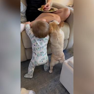 VIDEO: Watch this bulldog and baby fight for food from mom