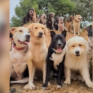 VIDEO: Large group of dogs pose for an epic class portrait