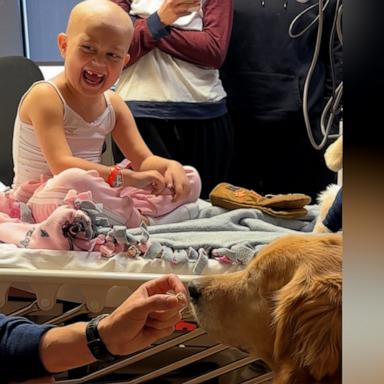 VIDEO: 5-year-old with leukemia gets unforgettable visit from golden retriever therapy dogs 