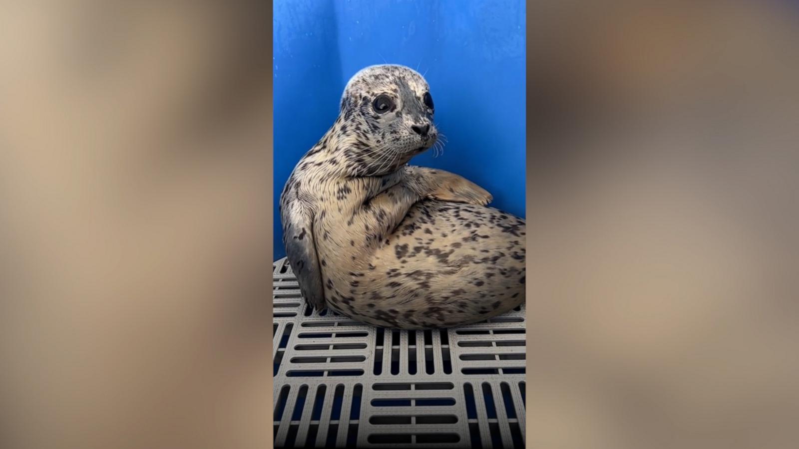 Meet Biscuits, the adorable sea pup making everyone's day